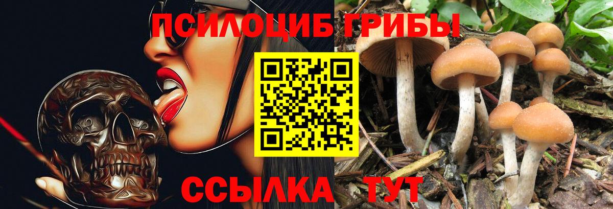Псилоцибиновые грибы мицелий  Вход с VPN  Элиста  Галлюциногенные грибы мицелий 